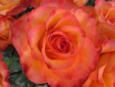 Image result for Coral Colored Roses