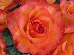 Image result for Coral Colored Roses