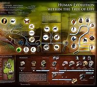 Image result for Human Evolution Design