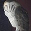 Image result for Owl On Branch Print Out