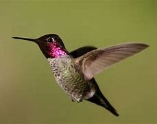 Image result for Hummingbird Color Sheet