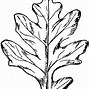 Image result for Oak Leaf Clip Art White Background