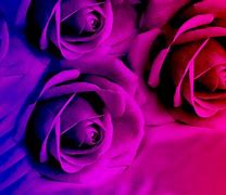 Image result for Bright Colored Flowers