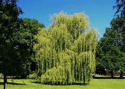 Image result for Willow Tree in French