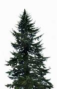 Image result for Pine Branch Vector