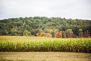 Image result for Corn Field Night