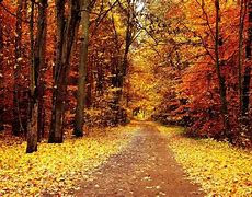 Image result for Aspen Tree Fall Background Wallpaper