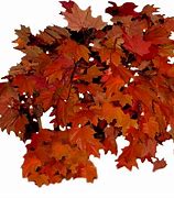 Image result for Leaves Clip Art for Fall