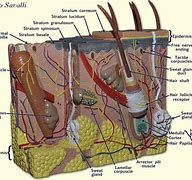 Image result for Human Skin Model Anatomy