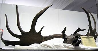 Image result for Irish Elk