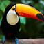 Image result for Jungle Animals Birds