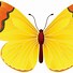 Image result for Butterfly Illustration