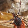 Image result for Pile of Bugs