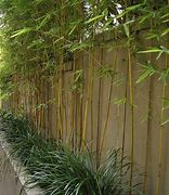 Image result for Bamboo BackYard