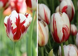 Image result for Striped Triumph Tulips