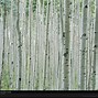 Image result for Eyes On Aspen Tree Bark