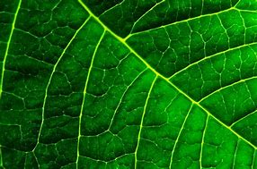 Image result for Leaf Art Template