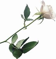 Image result for Single Long Stem White Rose