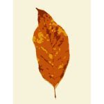 Image result for Fall Leaves Print Out