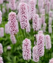 Image result for Persicaria Tree