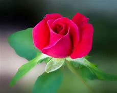 Image result for Download Free Red Rose Flower