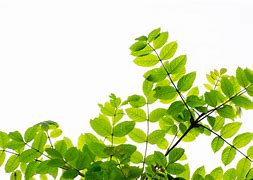 Image result for Tree Branch Leaves