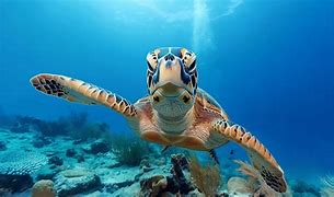 Image result for Sea Turtle Pics