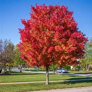 Image result for Trees for Eastern Nebraska