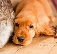 Image result for Mini English Cocker Spaniel Puppies