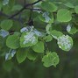 Image result for Aspen Leaf Colorado Springs