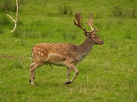 Image result for Deer Face Outline