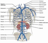 Image result for Images Tree Trunk Cavity