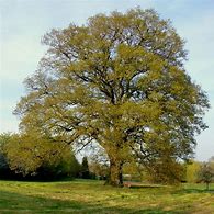 Image result for Oak Tree Autumn