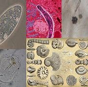 Image result for Protist Kingdom Chart