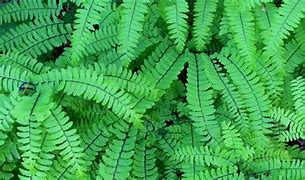 Image result for Maidenhair Fern Frond