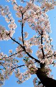 Image result for Sakura Flower Drawing Simple