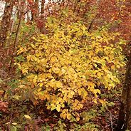 Image result for Witch Hazel Vernalis