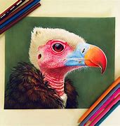 Image result for Hyper Realistic Colored Pencil Drawings