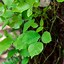 Image result for Poison Ivy Vine Growing Up a Tree