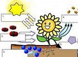 Image result for Photosynthesis and Plant Growth