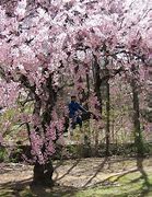 Image result for Real Cherry Blossom Tree