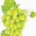 Image result for Grapes ClipArt Black and White