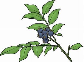 Image result for Huckleberry ClipArt