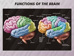 Image result for human brain functions