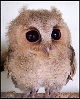 Image result for Super Cute Owls