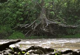 Image result for Dappled Willow Root System