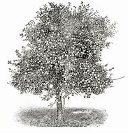 Image result for Big Apple Tree Clip Art