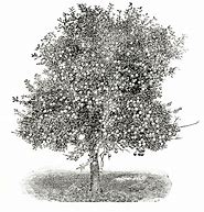 Image result for Illustrator Apple Tree Vector