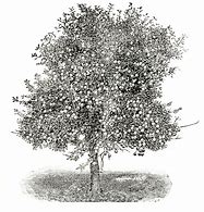 Image result for Apple Tree Vector