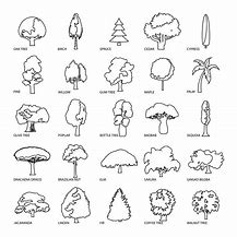 Image result for Tree Types Line Art